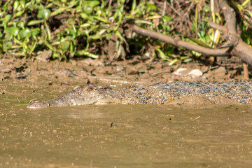 borneo crocodile in the muddy water