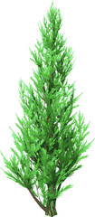 Front view of Plant ( Juniper 1) Tree illustration vector   © Emmanuel Vidal