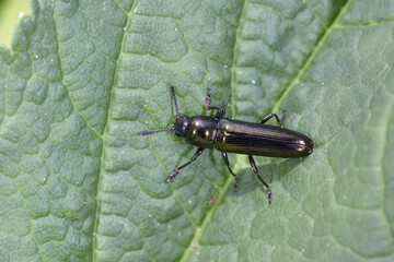 クロアシコメツキモドキ（北海道・中札内村）
