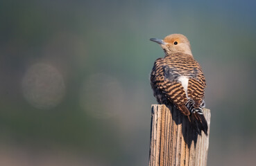 northern flicker on a post