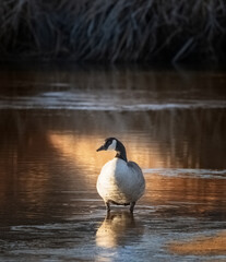 goose on the water