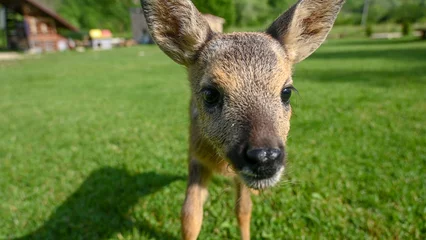 Deurstickers A baby roe deer looking at camera. Sweet Fawn in nature. Young deer in the meadow. Bambi. © Ajdin Kamber