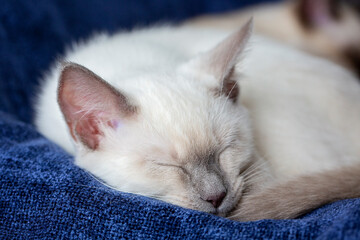 Fototapeta na wymiar Portrait of a sleeping white kitten