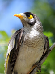 Portrait of a noisy miner bird in a garden
