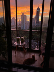 The cat and us both observing and admiring the great sunset over the tall buildings of Shanghai