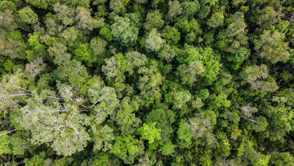 borneo forest canopy from above