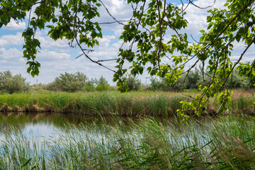 Fototapeta na wymiar summer landscape on the river with reeds