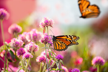 monarch butterfly (Danaus plexippus) feeds on pink flowers. USA. Maine. 
