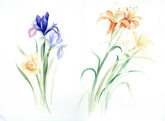 Flowers watercolor illustration.Manual composition.Big Set watercolor elements，Design for textile, wallpapers，Element for design,Greeting card