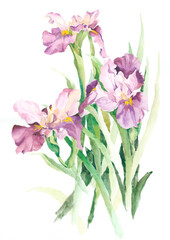 Obraz premium Flowers watercolor illustration.Manual composition.Big Set watercolor elements，Design for textile, wallpapers，Element for design,Greeting card