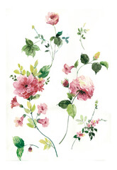 Flowers watercolor illustration.Manual composition.Big Set watercolor elements，Design for textile, wallpapers，Element for design,Greeting card
