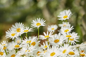 Closeup of daisy flowers growing and blooming in a natural environment in nature during summer. Radiant and bright marguerite perennial flowering plants blossoming on a field in the countryside