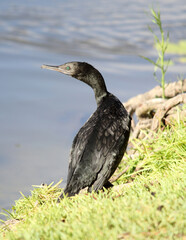 Little black cormorant bird resting on a river bank