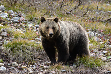 Fototapeta premium claws