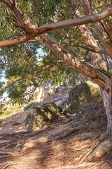 Big tree roots and rocks along a hiking trail on a sunny summer day. The woods with lush green leaves at a national nature conservation park. Trunk outdoors on a hill or mountainside