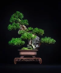 Gordijnen Japanese bonsai tree has a beautiful green color placed on a white wooden table. Waiting to send to customers as a gift in the festival to decorate the restaurant © katobonsai