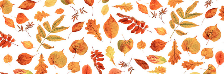 Fototapeta premium Banner made with natural autumn leaves on a white background, as a backdrop or texture. Fall wallpaper for your design. Top view Flat lay