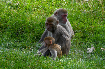 Family of Monkeys