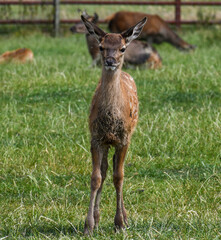 Young Deer, Fawn