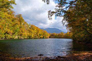 Obraz premium 舞う落葉