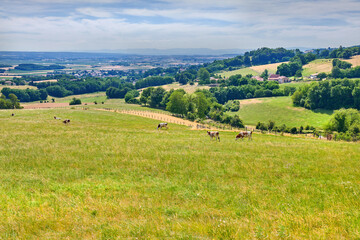 Fototapeta na wymiar Cows grazing on grass field of lush farmland between trees in rural countryside. Bovine livestock eating grass on a peaceful and quiet nature landscape in France. Organic and free range meat industry
