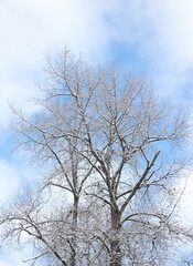 Blue Sky, White clouds, Snowy Tree