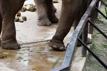 close up elephant with legs in a chains
