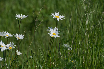 Wild Daisies Blooming in the Grass