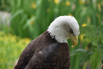 American Bald Eagle 