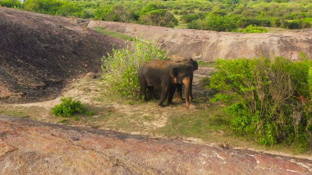 Aerial drone of Elephants in the jungle. Elephants in their natural habitat. Arugam Bay Sri Lanka.
