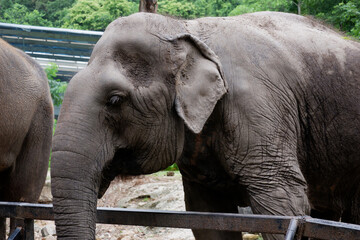 Fototapeta premium Asian drinking elephant in the zoo in Thailand