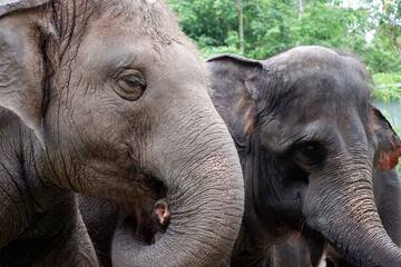 Fototapeta premium Asian drinking elephant in the zoo in Thailand