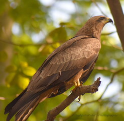 Black Kite