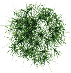 Top view of Plant ( Long Lawn Grass 6) Tree illustration vector	
