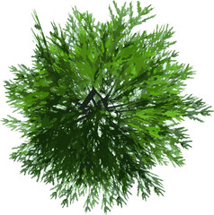 Top view of Plant (Pinus Pine 5) Tree illustration vector	
