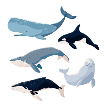 set of whales