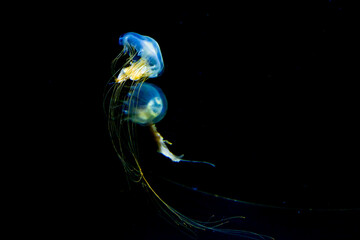 宇宙を漂う惑星の様に美しいクラゲ