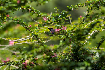 papillon noir mouchet&eacute; orange butine