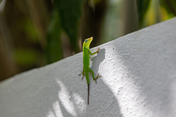 lézard vert
