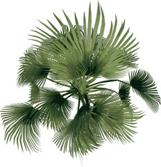 Top view of Plant (Trachycarpus fortunei Chusan Palm Tree 1) Tree illustration vector	
