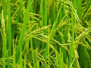 Fototapeta na wymiar Green rice fields near ripening on the farm