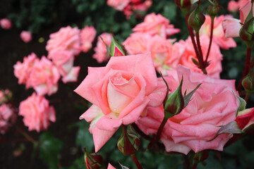 花壇に咲くピンクの複数の薔薇
