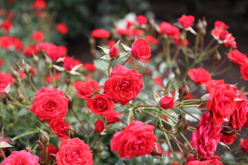 花壇に咲く赤色の複数の薔薇