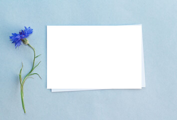 Blank cornflower,white paper . blank greeting card. Flatlay minimal. copy space