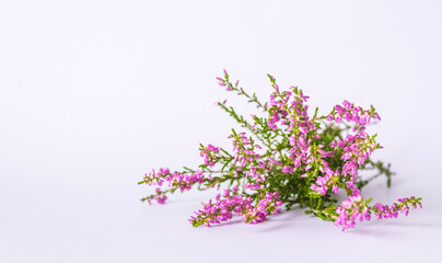 Heather with pink flowers on a light background