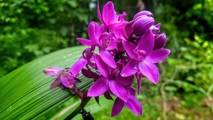 Philippine ground orchid flowers