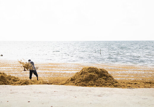 Beautiful Mayan Caribbean beach with sargassum