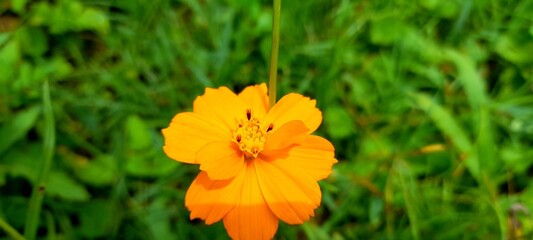 yellow flower on grass