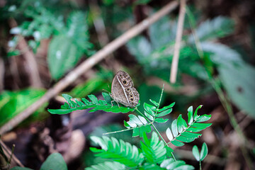 butterfly on the grass,butterfly on a leaf,Colorful butterfly in nature