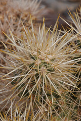 Yellow sheathed overlapping spines protrude from moderately obscured trichomatic glochidiate areoles of Cylindropuntia Echinocarpa, Cactaceae, native shrub in the North Mojave Desert, Springtime.